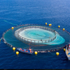 Open Sea Aquaculture Fish Cages