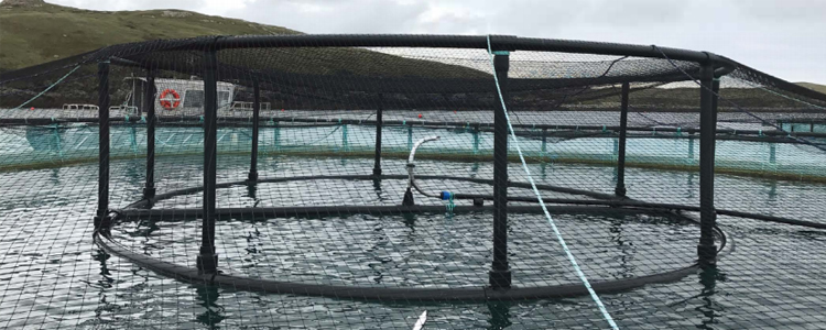 floating bird net supports