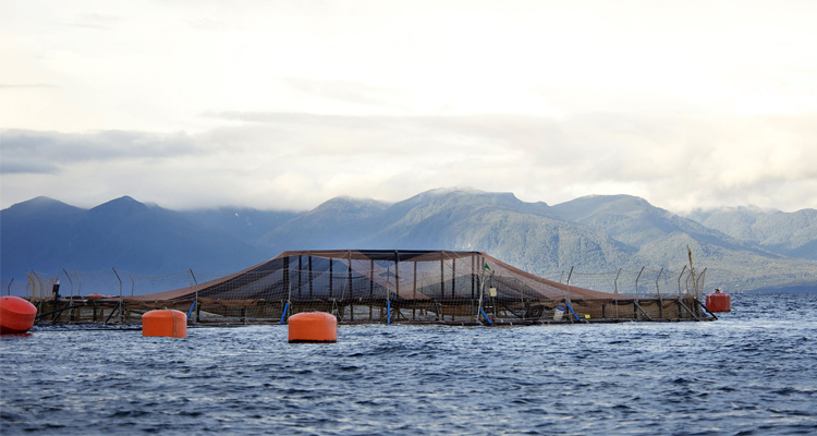 aquaculture cage bird net support