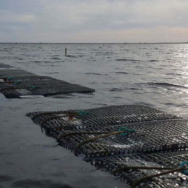 Why Stingray Anchors for Oyster Culture?