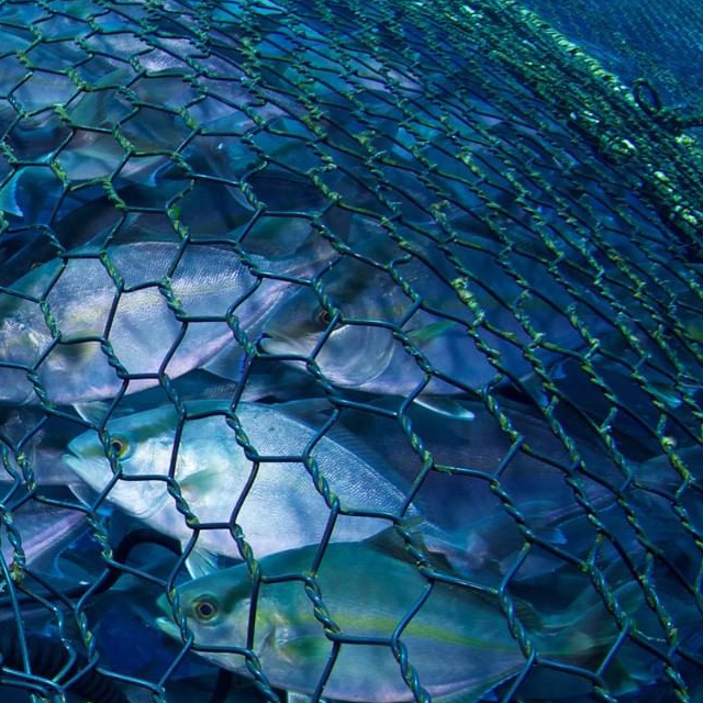 UV Stabilized Double Twisted Hexagonal Mesh PET(Polyethylene Terephthalate)  Monofilaments Net for Fish Farming