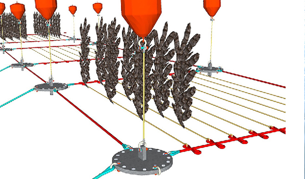 kelp farming mooring