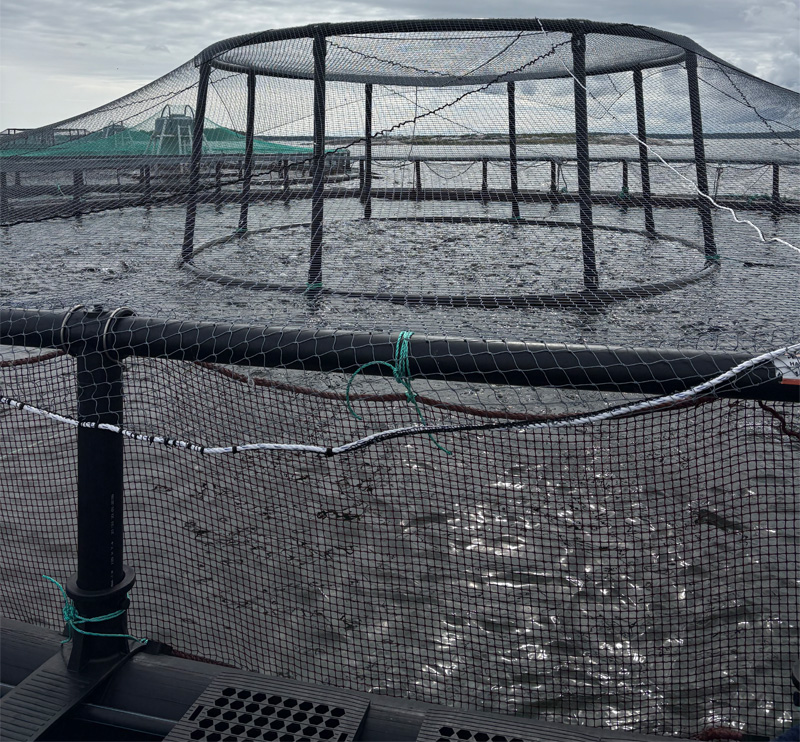fish cage